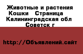 Животные и растения Кошки - Страница 2 . Калининградская обл.,Советск г.